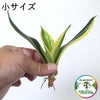  サンセベリア・ハニーボニーの種木