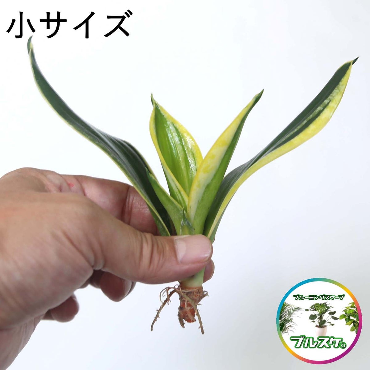  サンセベリア・ハニーボニーの種木
