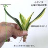  サンセベリア・ハニーボニーの種木