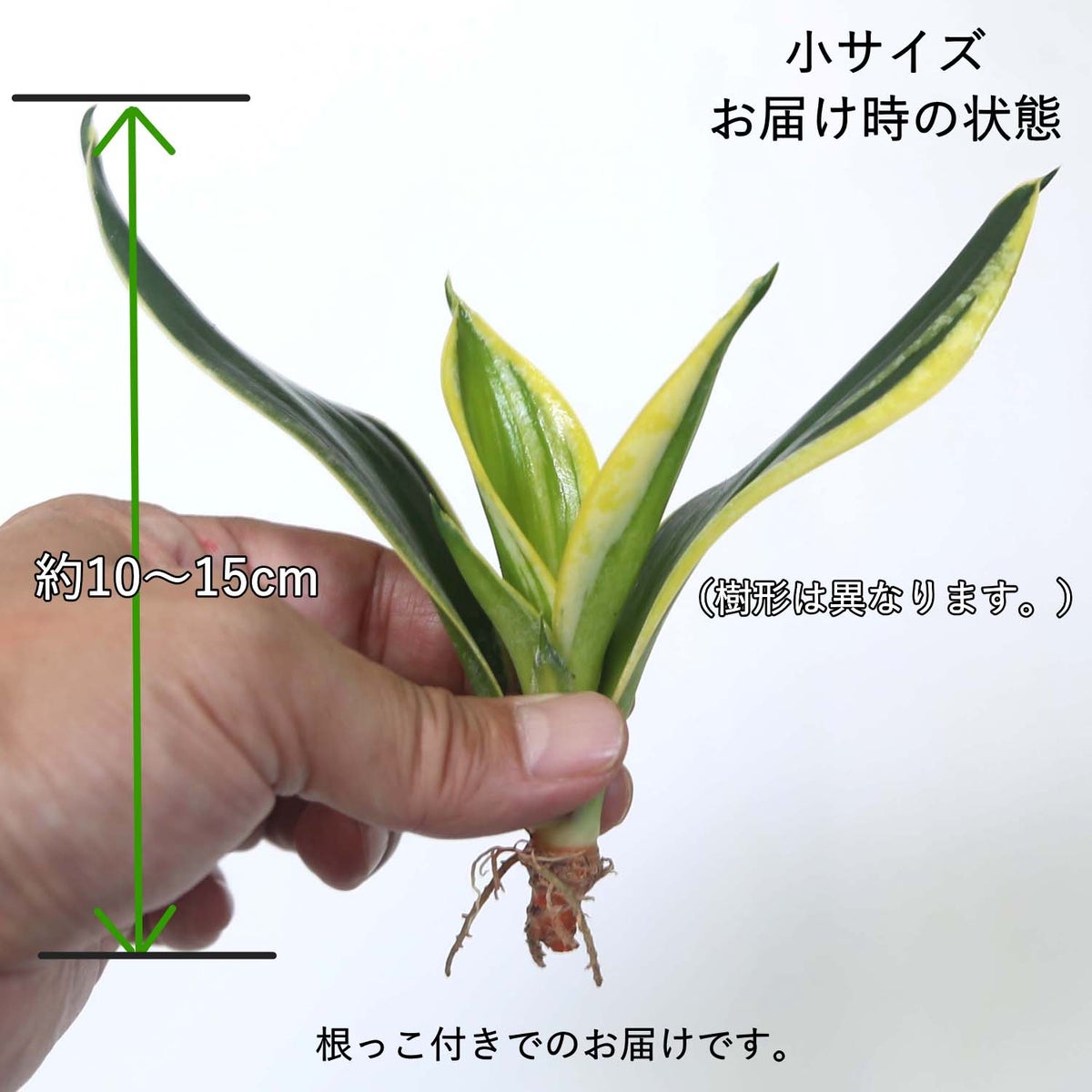  サンセベリア・ハニーボニーの種木