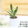  サンセベリア・ハニーボニーの種木