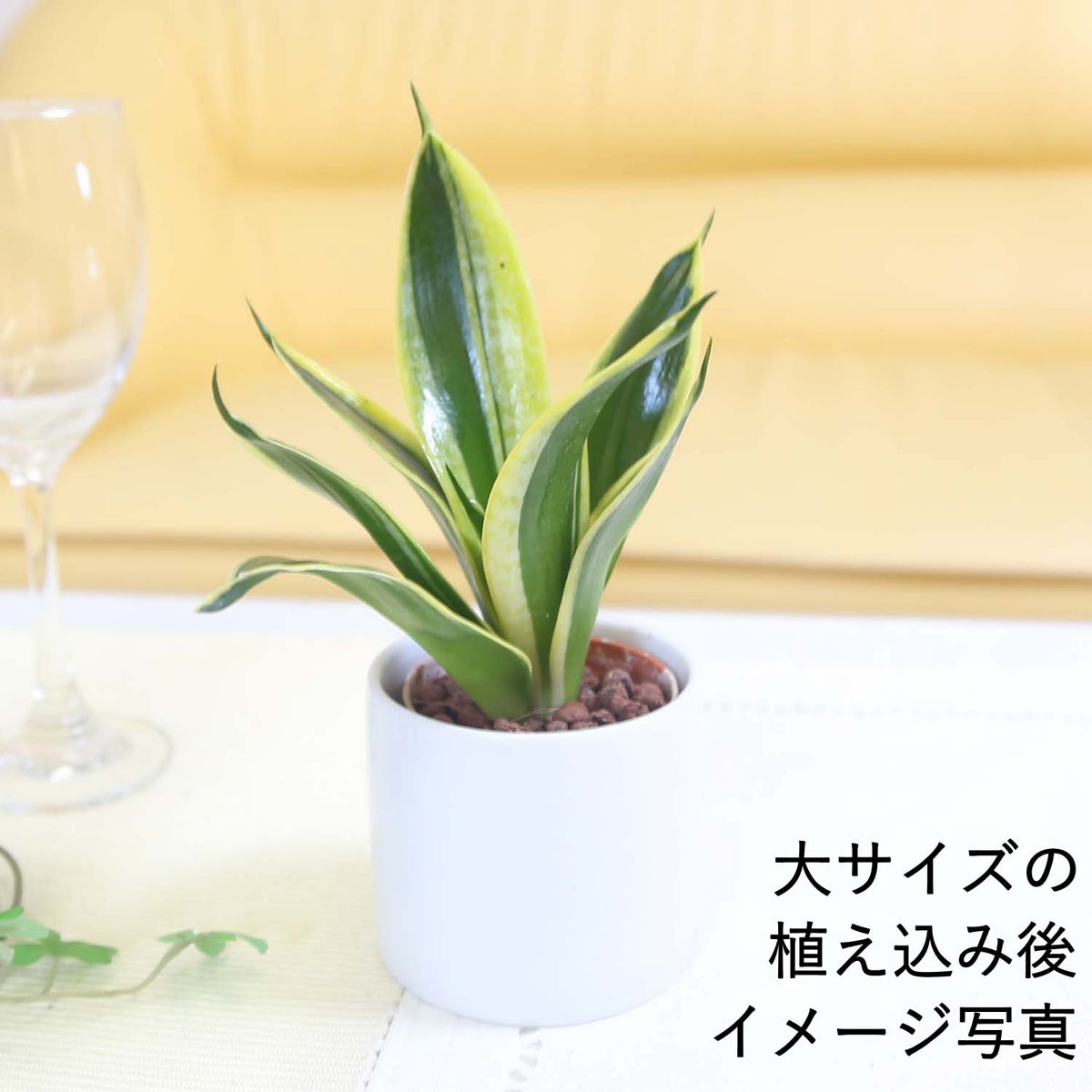  サンセベリア・ハニーボニーの種木