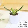  サンセベリア・ハニーボニーの種木