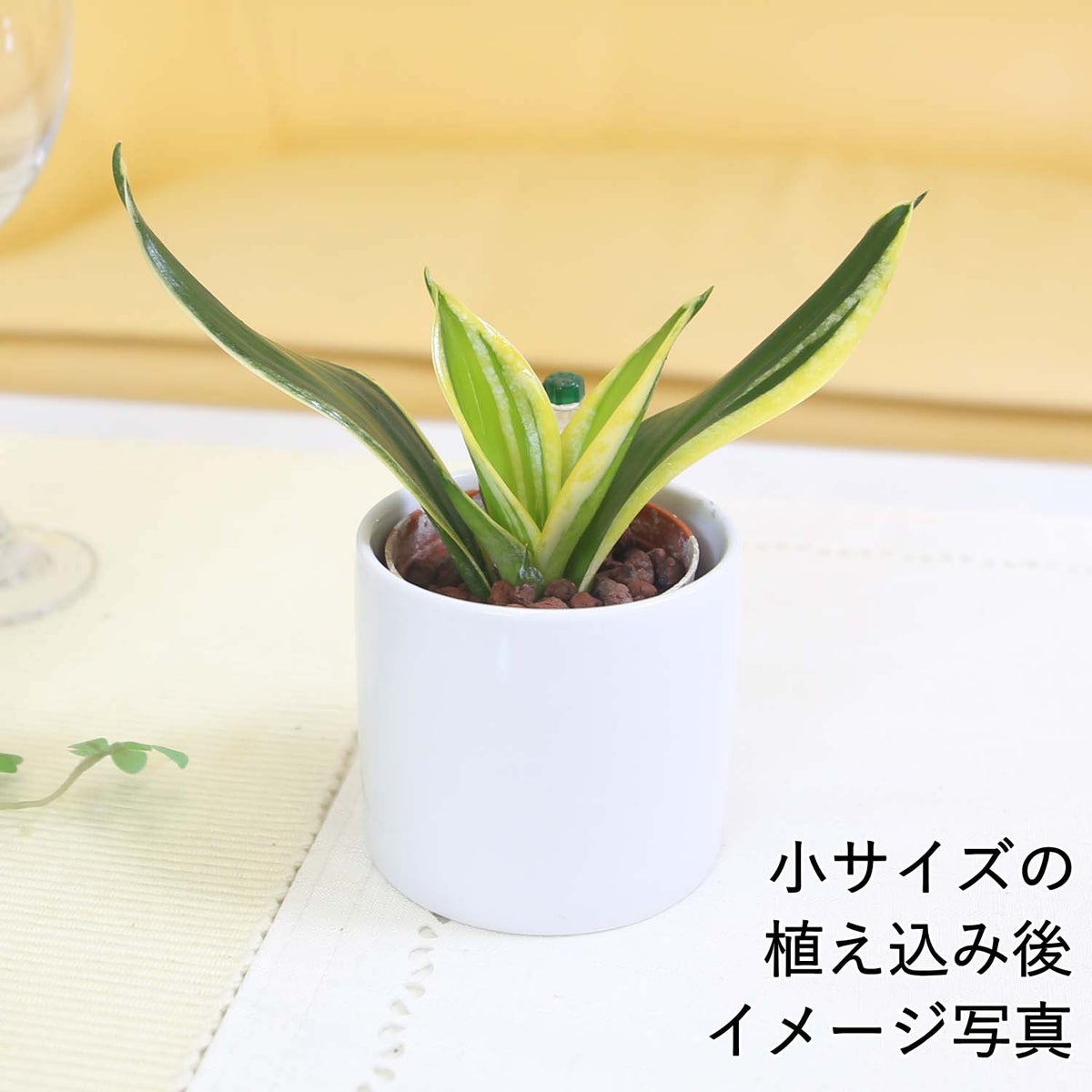  サンセベリア・ハニーボニーの種木