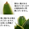  サンセベリア・ハニーボニーの種木