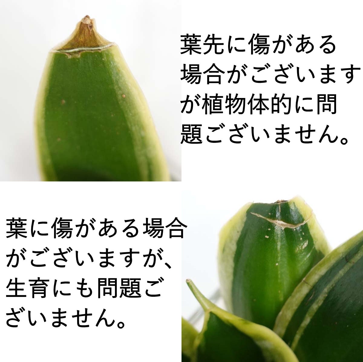  サンセベリア・ハニーボニーの種木