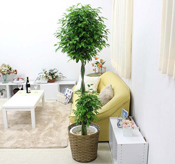 ベンジャミン 10号 単品 通販 販売｜観葉植物のブルーミングスケープ