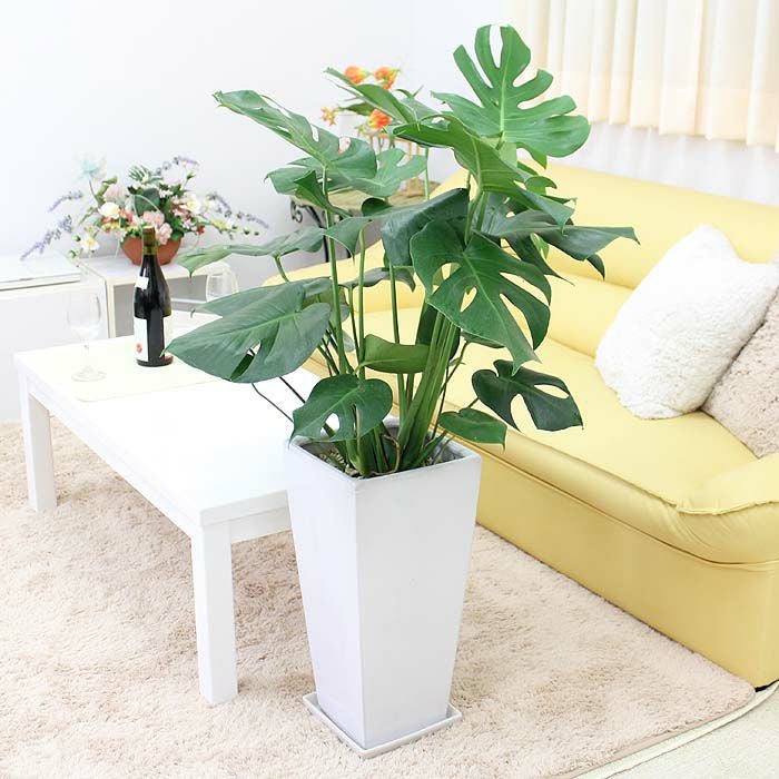 モンステラ 9号 陶器鉢 Z 通販 販売｜観葉植物のブルーミングスケープ