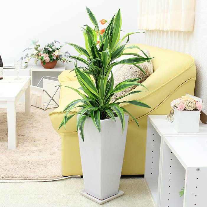 ドラセナ レモンライム 7号 陶器鉢 通販 販売｜観葉植物のブルーミング