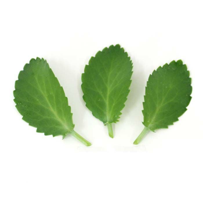 幸福の葉(マザーリーフ） 通販 販売｜観葉植物のブルーミングスケープ