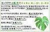 モンステラと風水