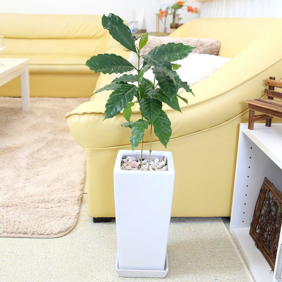 コーヒーの木 6号 陶器鉢 通販 販売｜観葉植物のブルーミングスケープ