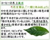 風水とコーヒーの木