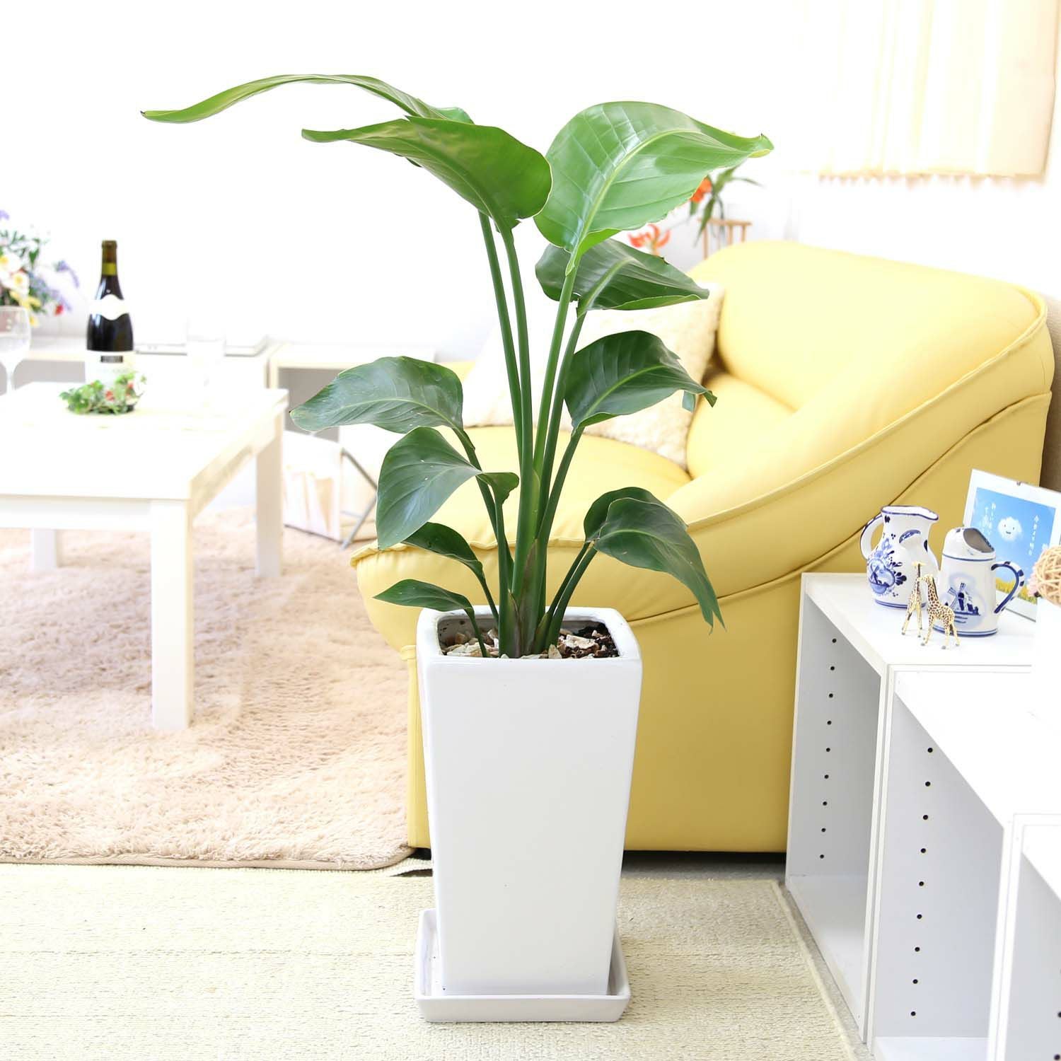オーガスタ 7号 陶器鉢 通販 販売｜観葉植物のブルーミングスケープ