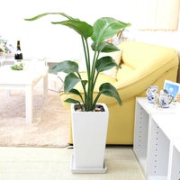 オーガスタ 7号