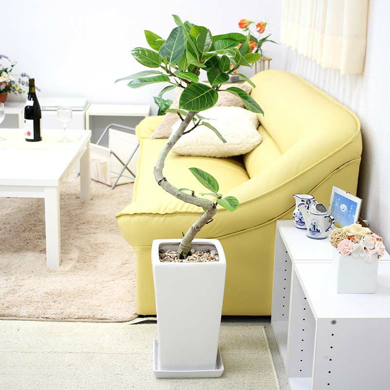 スパイラル仕立て アルティシーマ 陶器鉢 通販 販売｜観葉植物の