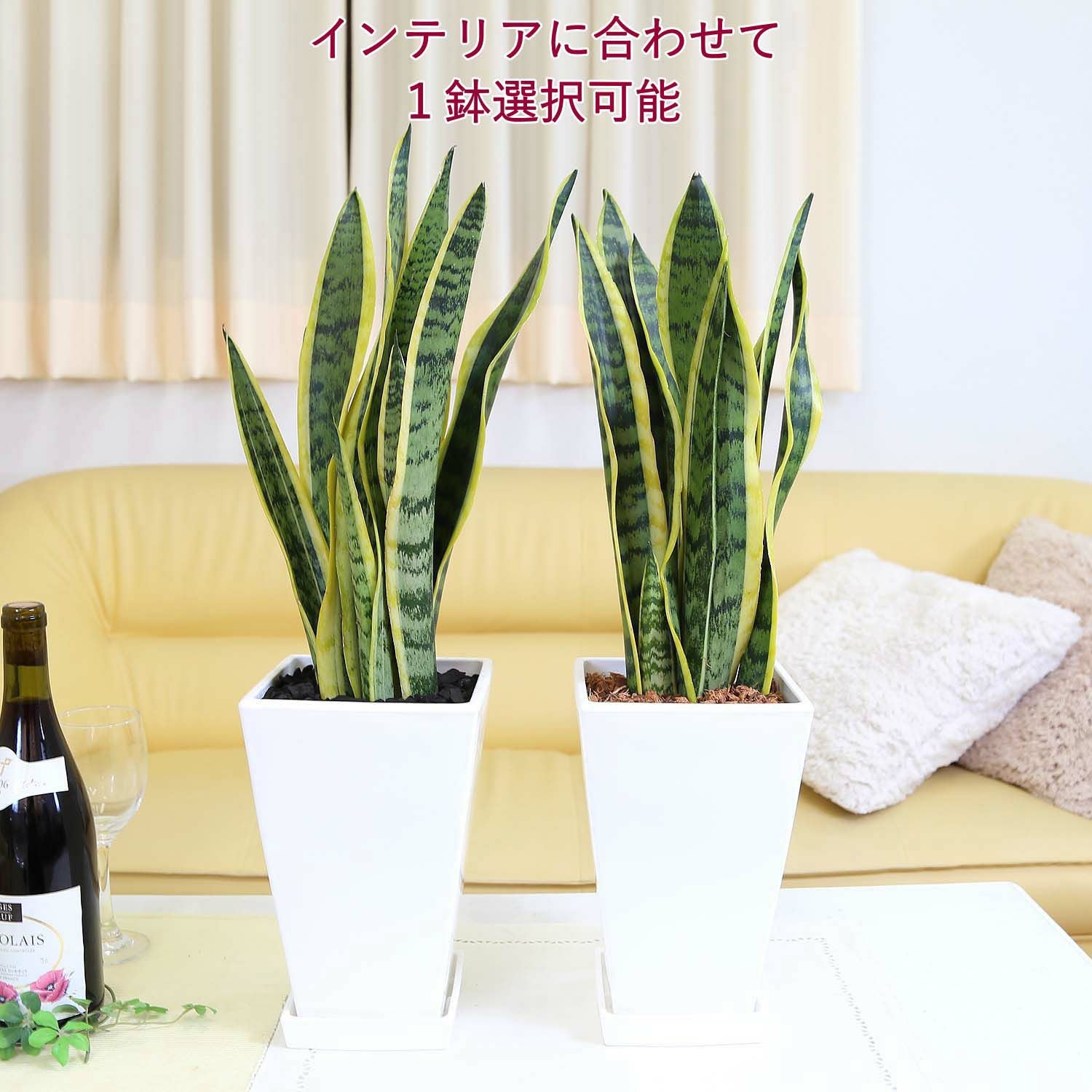 サンスベリア 7号 プラ鉢 通販 販売｜観葉植物のブルーミングスケープ