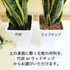 サンスベリア 7号 ホワイトスクエアプラスチック鉢