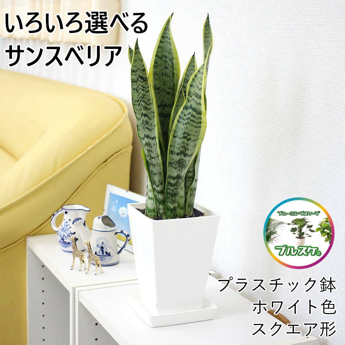 サンスベリア 5号 プラ鉢＆陶器鉢＆セメント鉢 通販 販売｜観葉植物の