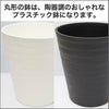 サンスベリア 5号