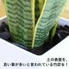 竹炭