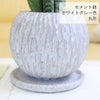 サンスベリア 5号 ウッドチップ