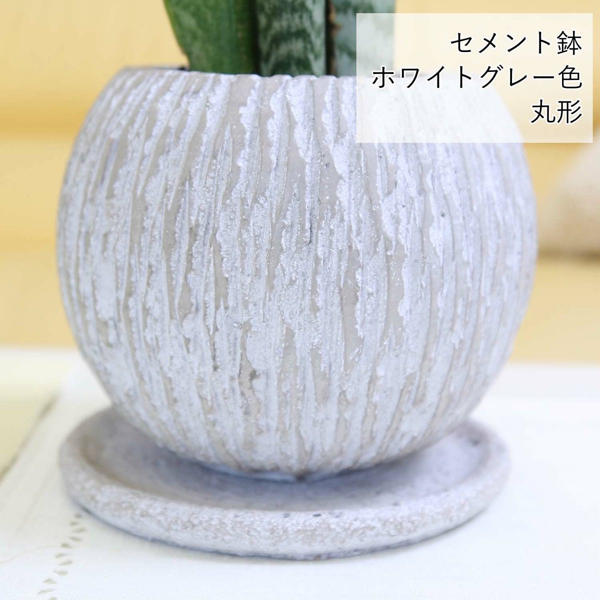 サンスベリア 5号 ウッドチップ