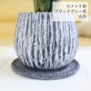 サンスベリア 5号 ウッドチップ
