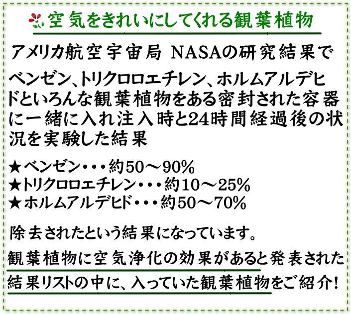 サンスベリアと空気浄化