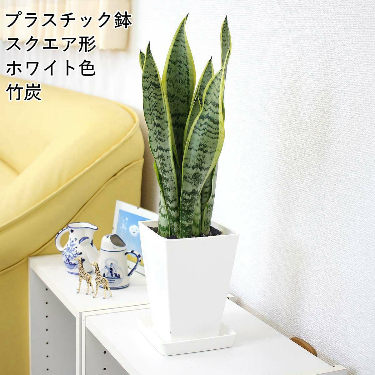 サンスベリア スクエアホワイト 竹炭