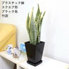 サンスベリア スクエアブラック 竹炭