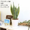 サンスベリア 丸形ホワイト ウッドチップ
