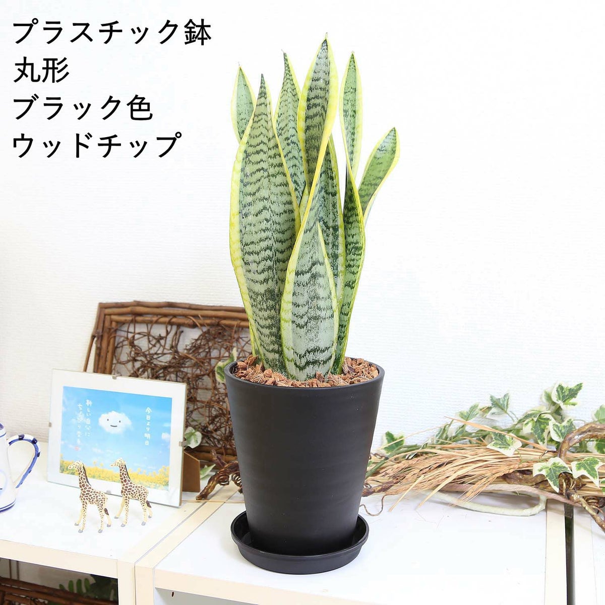 サンスベリア 丸形ブラック ウッドチップ