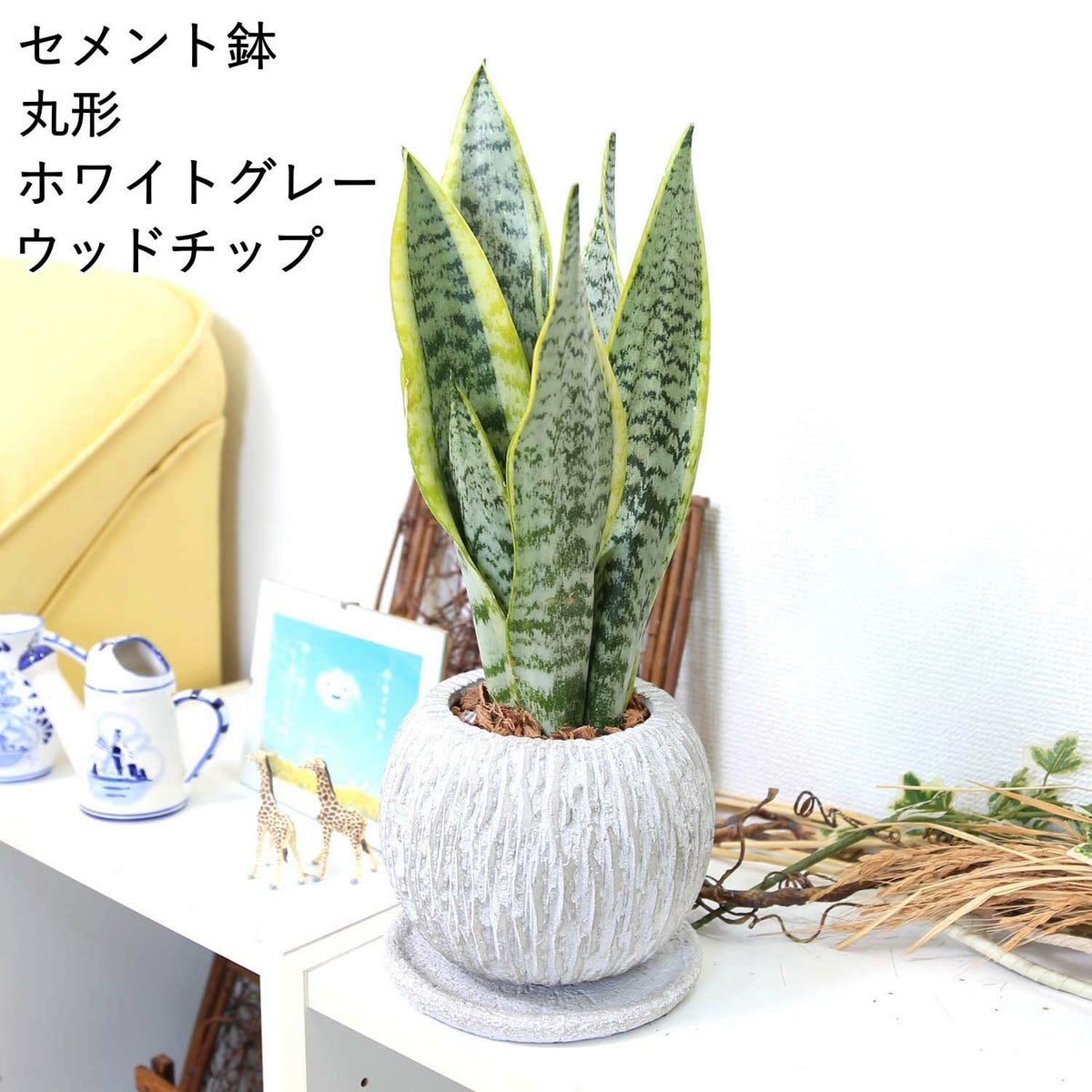 サンスベリア 丸形セメント鉢 ホワイトグレー ウッドチップ