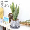 サンスベリア 丸形セメント鉢 ブラッググレー ウッドチップ