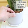 サンスベリア 丸形 陶器鉢