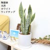 サンスベリア 丸形 陶器鉢 ウッドチップ