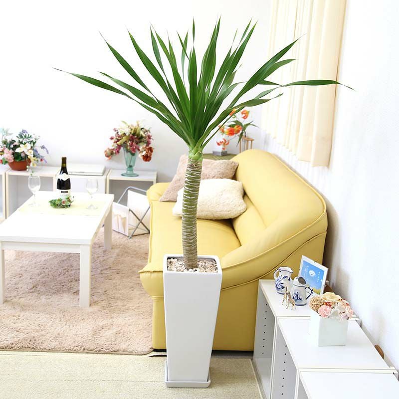 希少　ドラセナパラオ 楽天市場】【8日正午まで最大5%引クーポン配布中】観葉植物 【現品