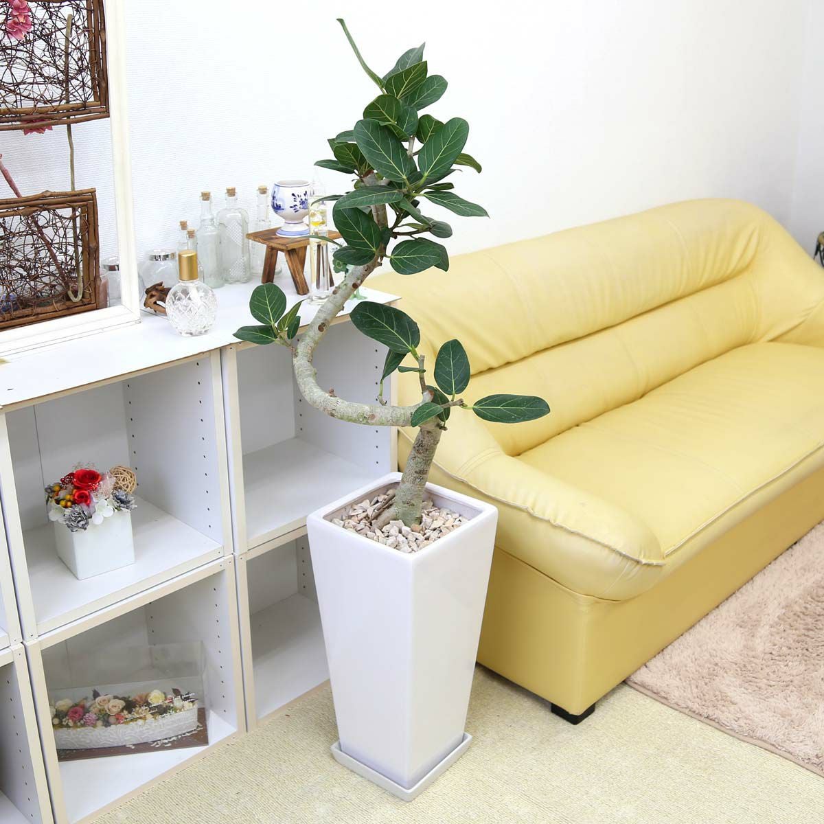 ベンガレンシス 9号 選べる陶器鉢 通販 販売｜観葉植物のブルーミング