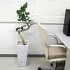 スパイラル仕立てのフィカス ベンガレンシス 9号
