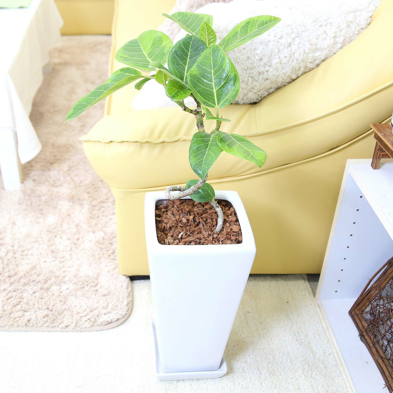 アルティシーマ スパイラル仕立て 7号 陶器鉢 通販 販売｜観葉植物の
