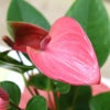 アンスリウム 「ピンク」
