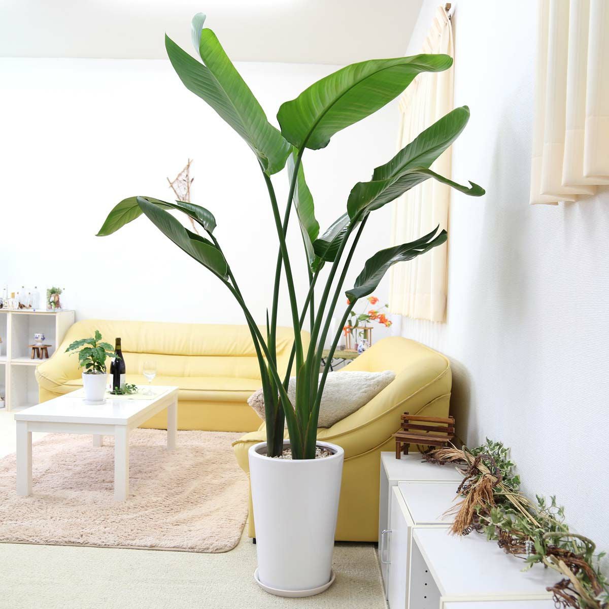 オーガスタ 大型 10号 丸形 通販 販売｜観葉植物のブルーミングスケープ