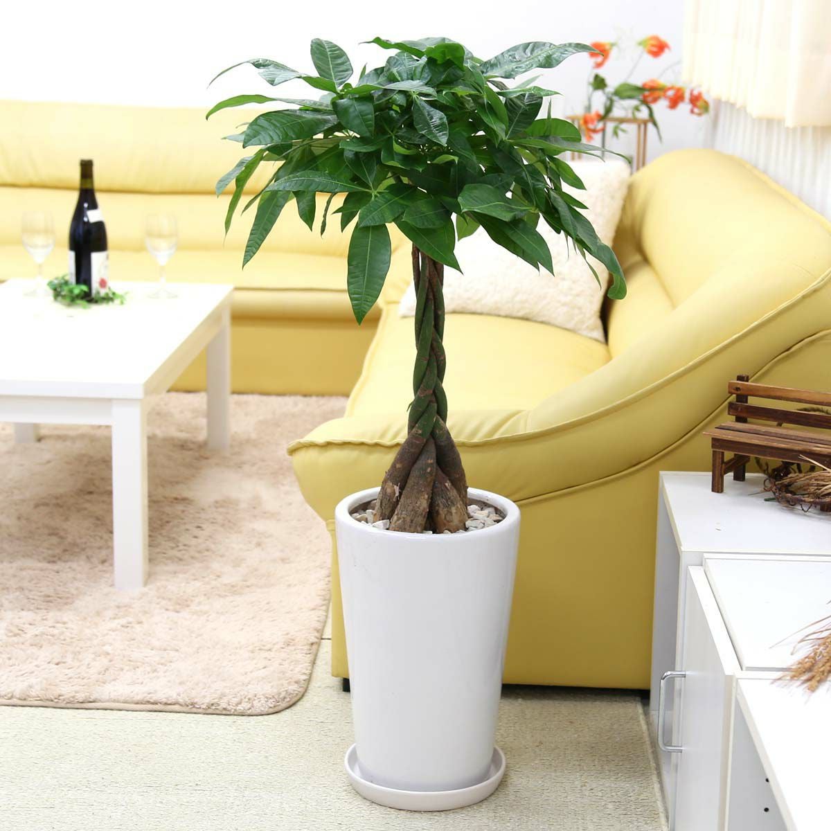 パキラ 8号 陶器鉢 丸形 通販 販売｜観葉植物のブルーミングスケープ