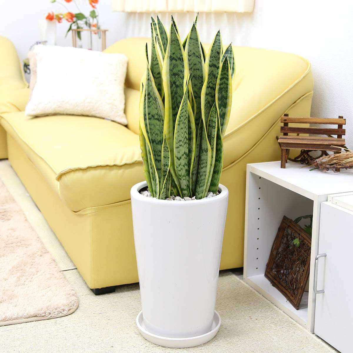 サンスベリア 8号 陶器 丸形 通販 販売｜観葉植物のブルーミングスケープ