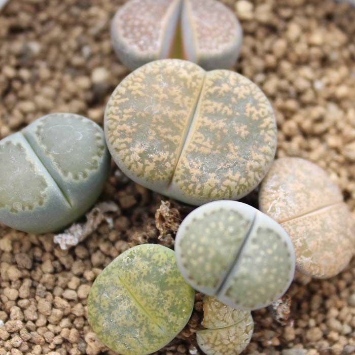 ブルーミングスケープ】脱皮する生きた宝石 リトープス 多肉植物| 観葉