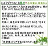シルクジャスミンと風水