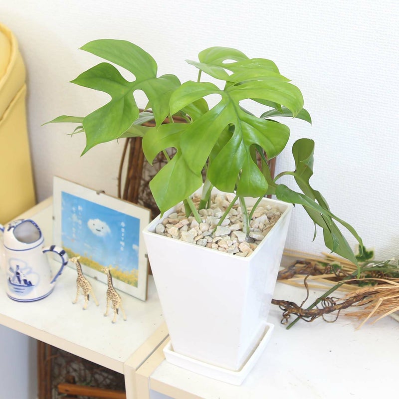  ヒメモンステラ 5号