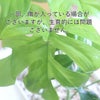  ヒメモンステラ 5号
