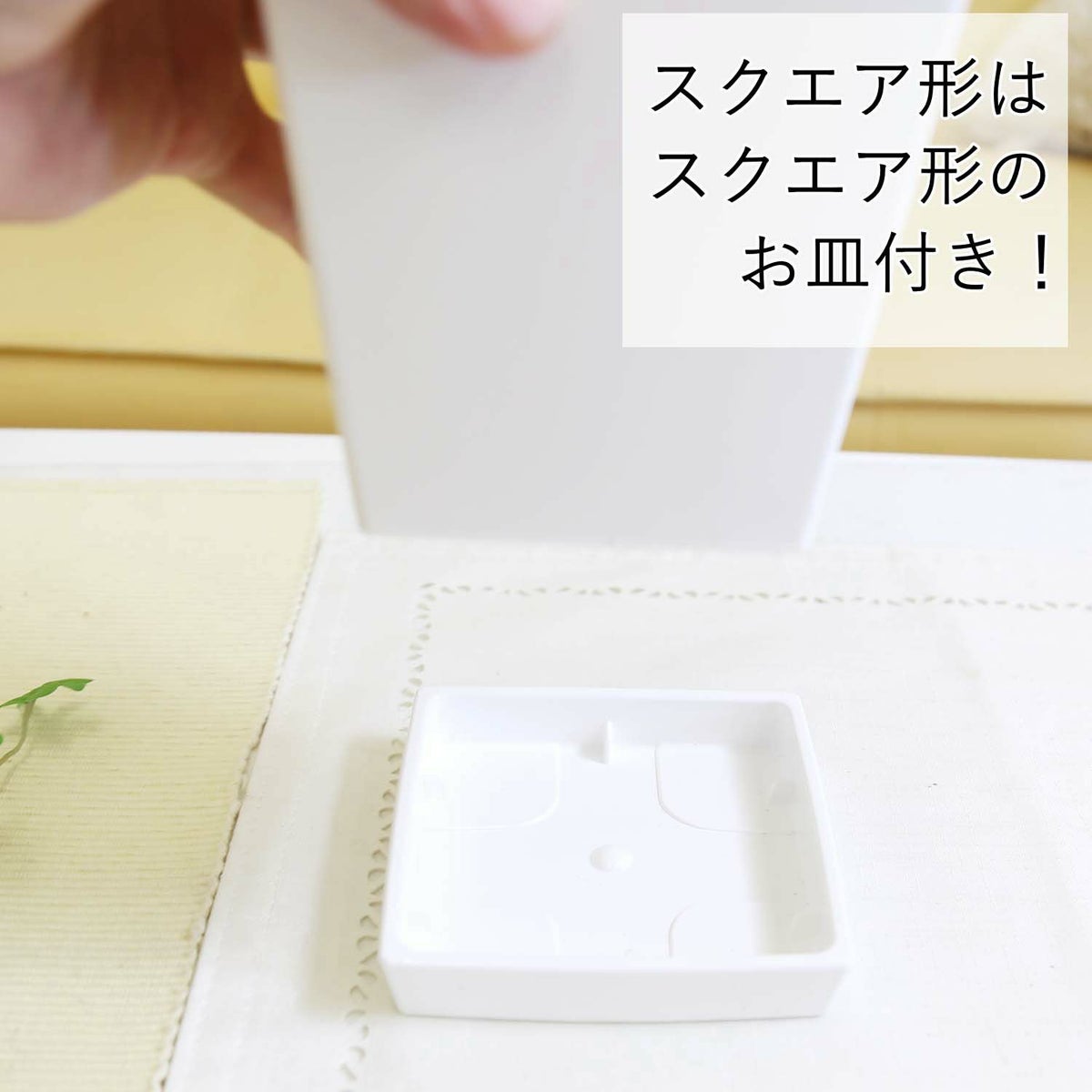 ヒメモンステラ 5号